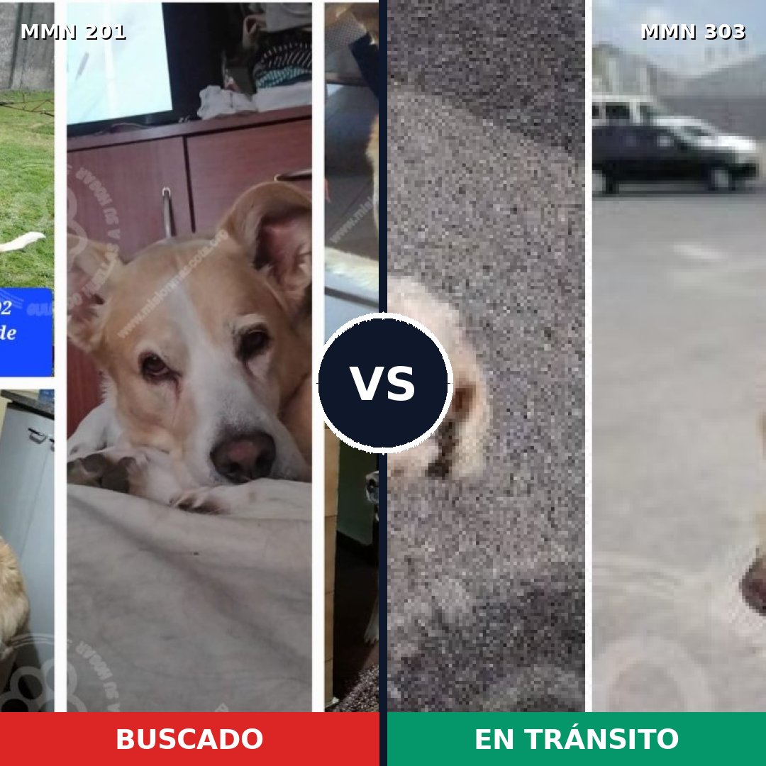 Comparativa MMS 4899: mascota perdida y mascota encontrada, 52% de similitud