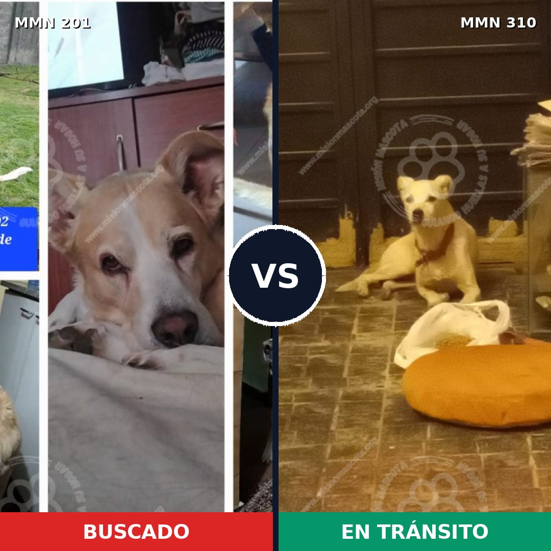 Comparativa MMS 4900: mascota perdida y mascota encontrada, 66% de similitud