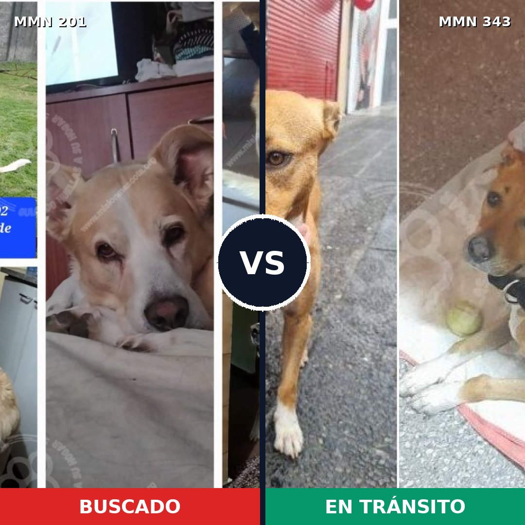 Comparativa MMS 4903: mascota perdida y mascota encontrada, 62% de similitud