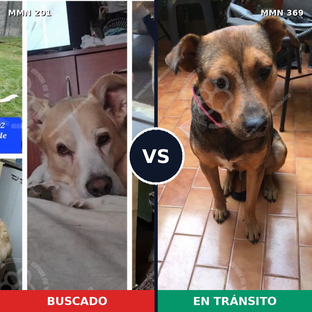 Comparativa MMS 4904: mascota perdida y mascota encontrada, 59% de similitud