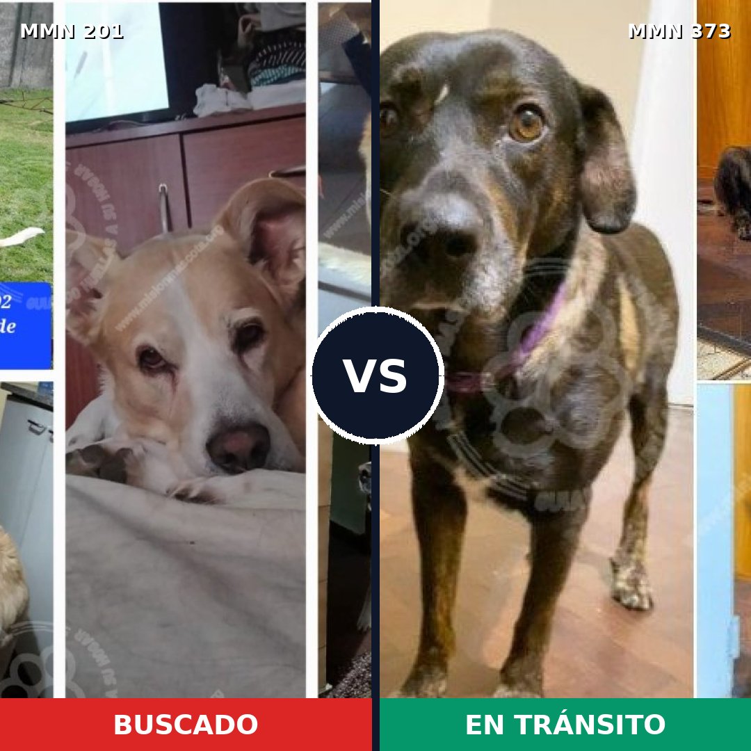 Comparativa MMS 4905: mascota perdida y mascota encontrada, 57% de similitud