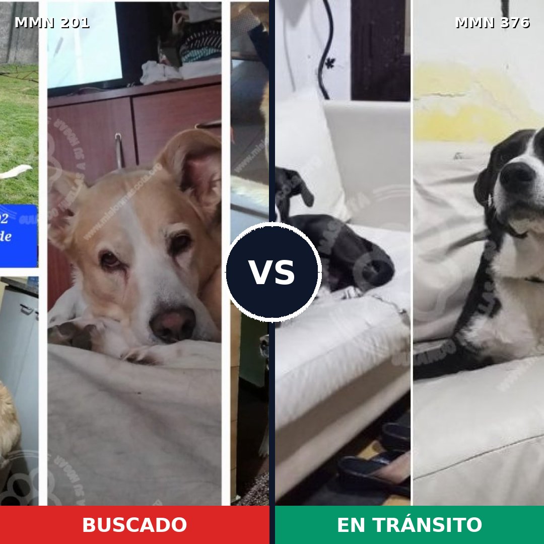 Comparativa MMS 4906: mascota perdida y mascota encontrada, 62% de similitud