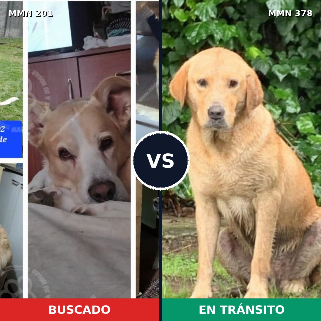 Comparativa MMS 4907: mascota perdida y mascota encontrada, 51% de similitud