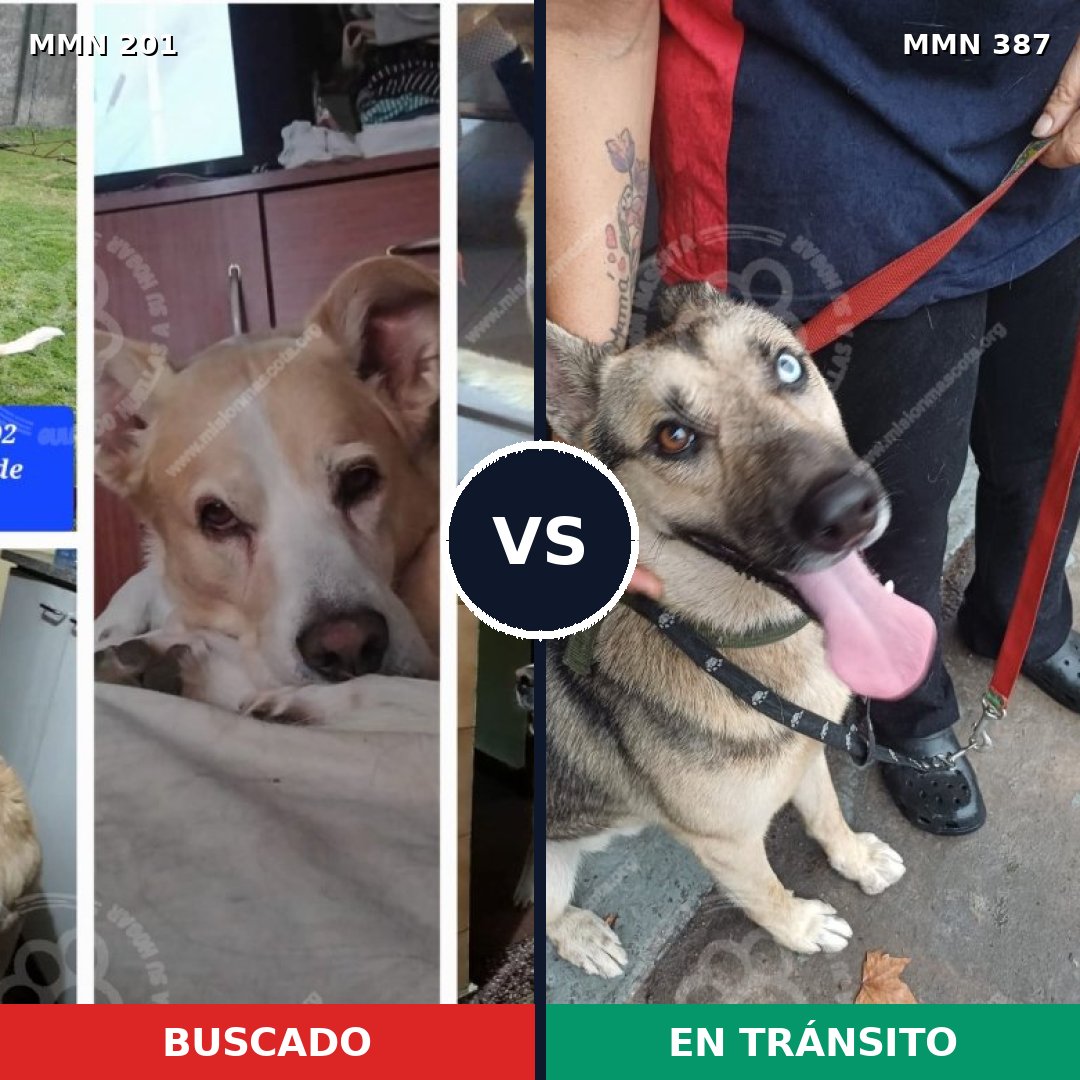 Comparativa MMS 4909: mascota perdida y mascota encontrada, 31% de similitud