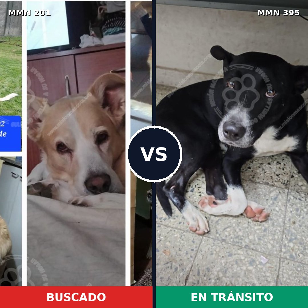Comparativa MMS 4910: mascota perdida y mascota encontrada, 61% de similitud