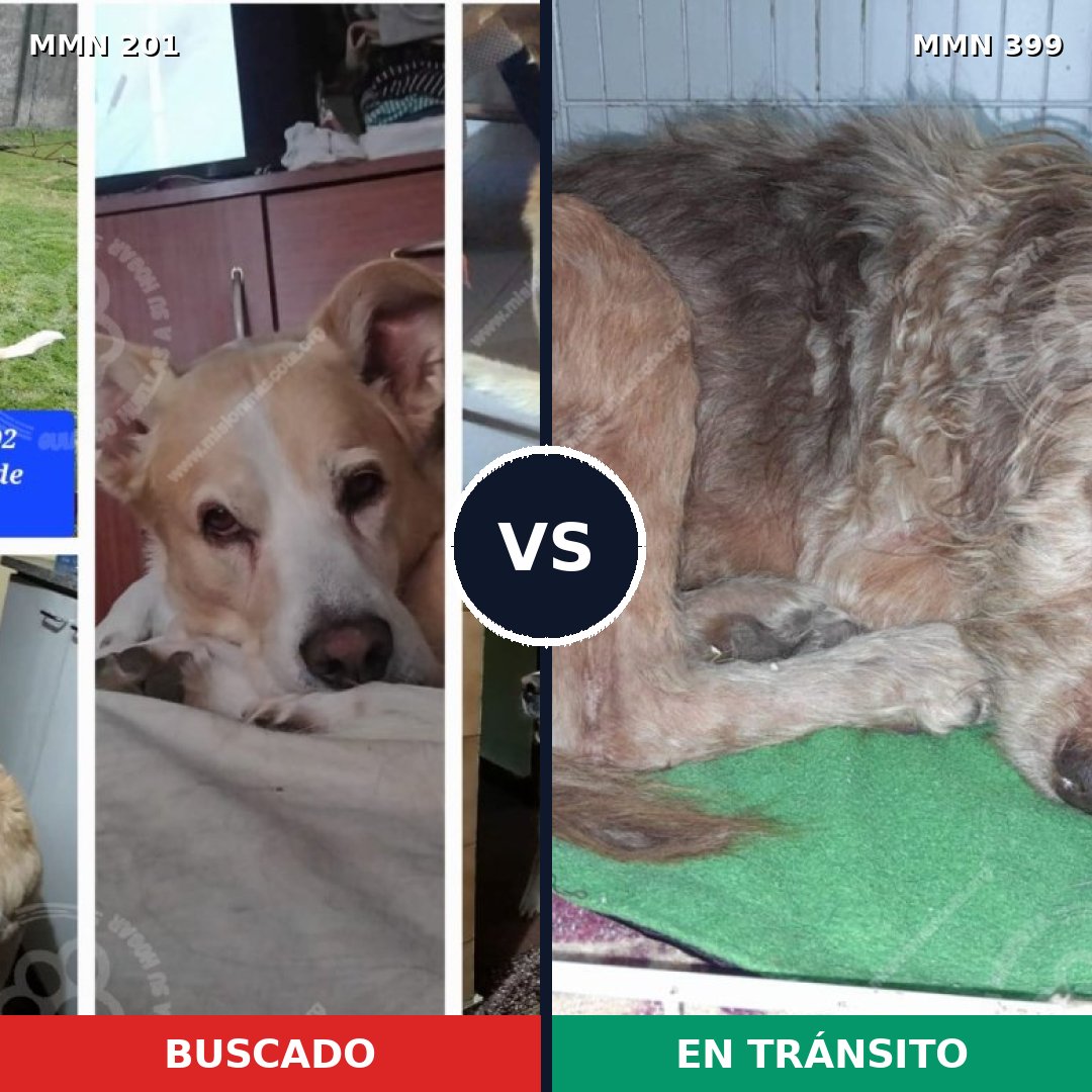 Comparativa MMS 4911: mascota perdida y mascota encontrada, 61% de similitud
