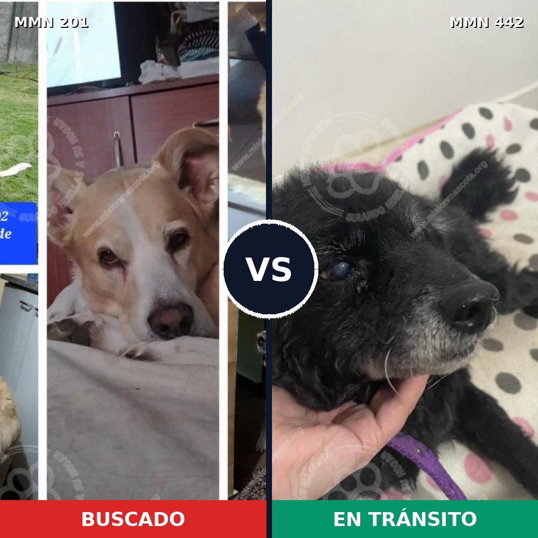 Comparativa MMS 4916: mascota perdida y mascota encontrada, 59% de similitud
