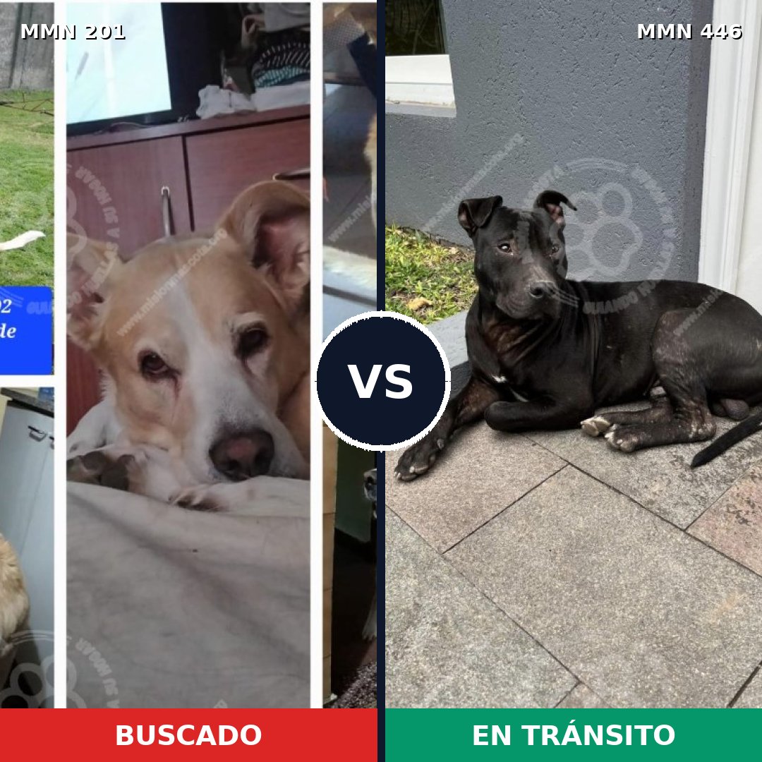 Comparativa MMS 4917: mascota perdida y mascota encontrada, 61% de similitud