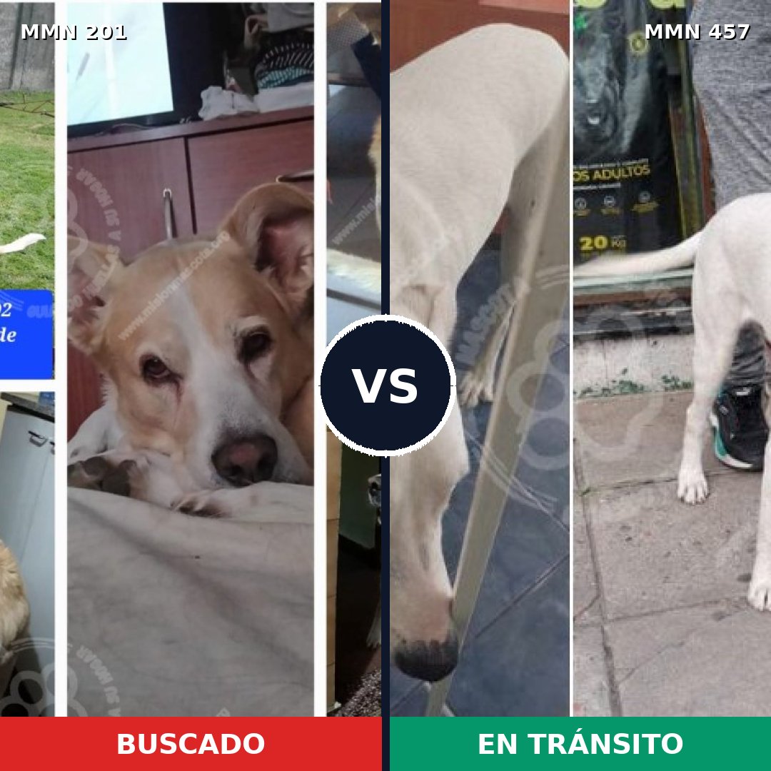Comparativa MMS 4918: mascota perdida y mascota encontrada, 64% de similitud