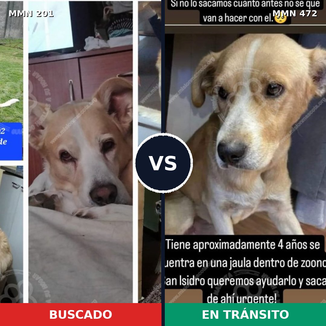 Comparativa MMS 4921: mascota perdida y mascota encontrada, 62% de similitud