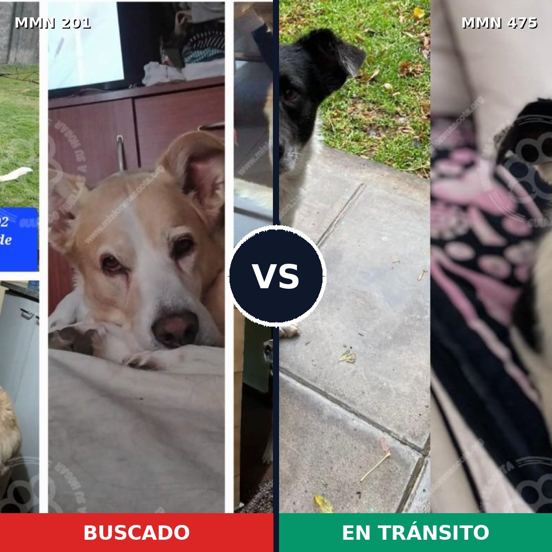 Comparativa MMS 4922: mascota perdida y mascota encontrada, 61% de similitud