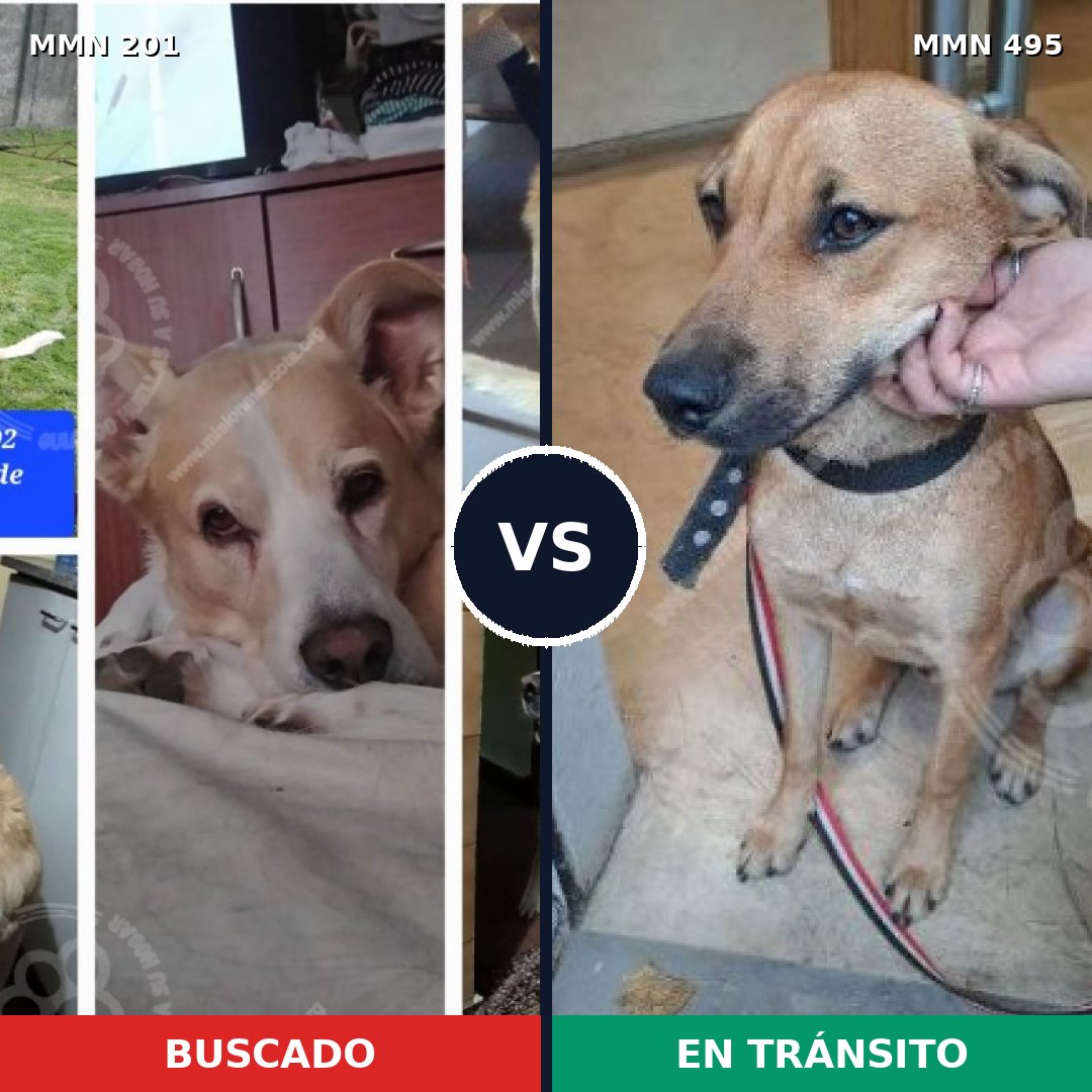 Comparativa MMS 4924: mascota perdida y mascota encontrada, 59% de similitud