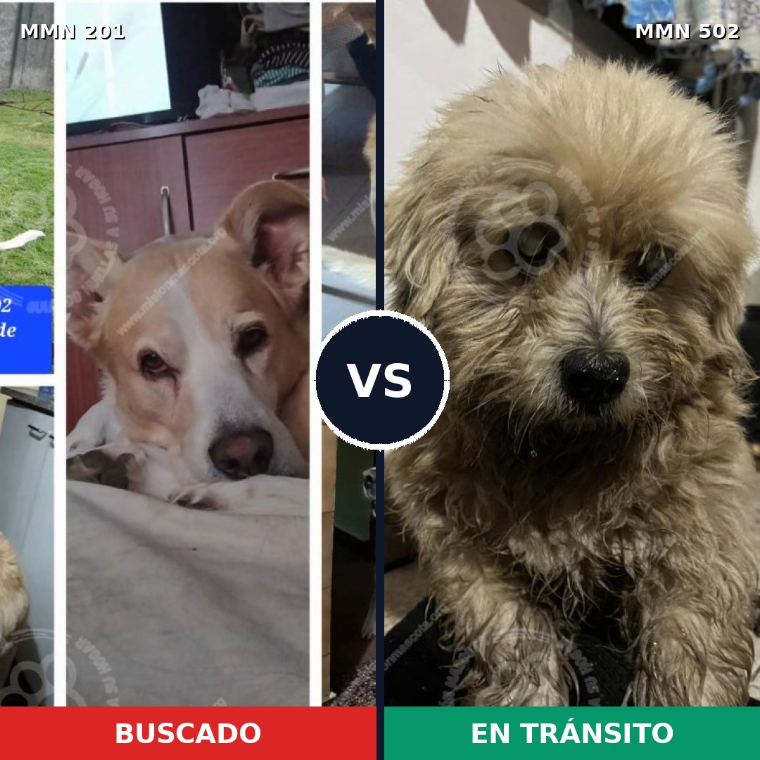 Comparativa MMS 4925: mascota perdida y mascota encontrada, 53% de similitud