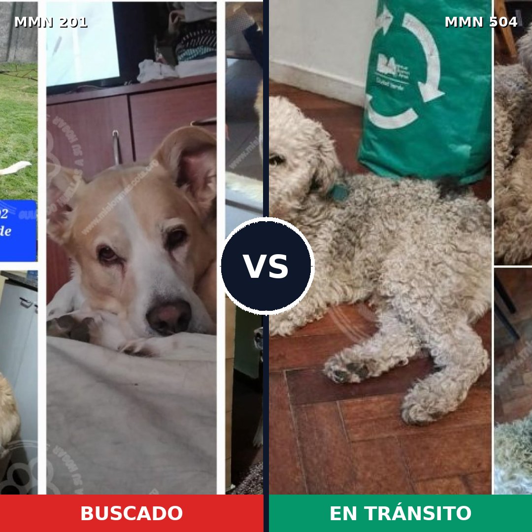 Comparativa MMS 4926: mascota perdida y mascota encontrada, 47% de similitud