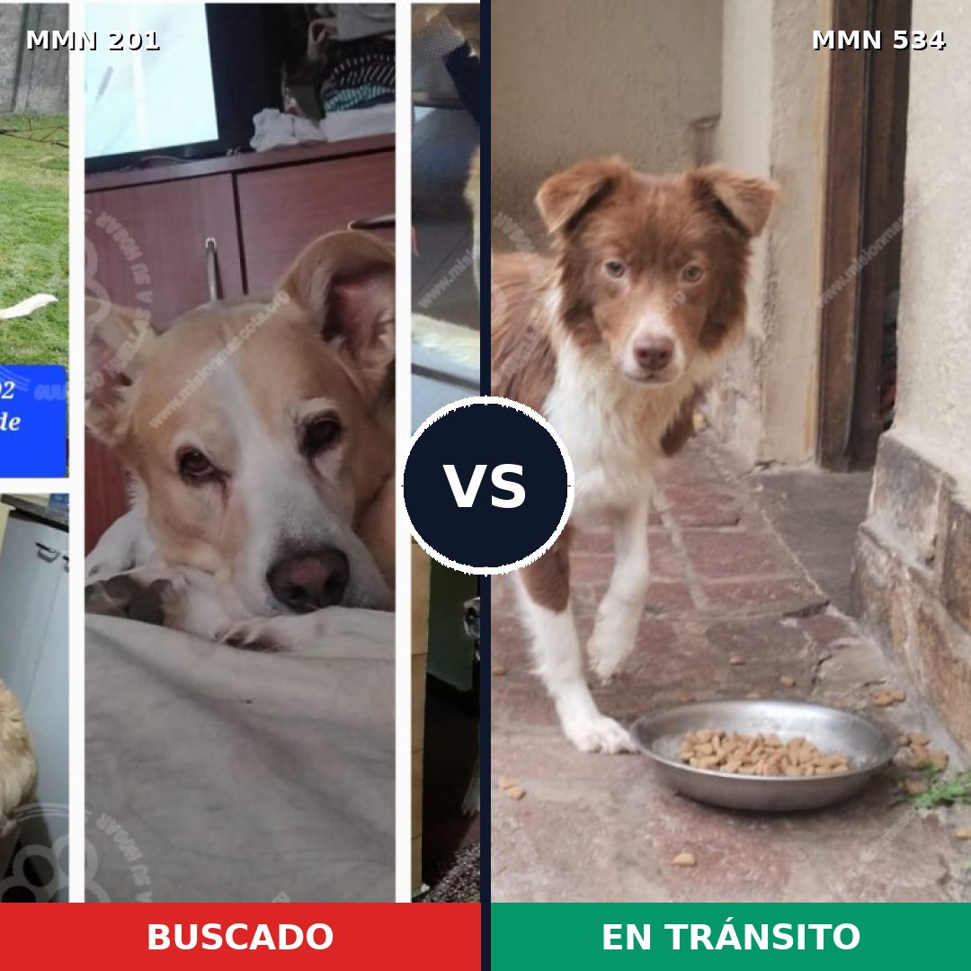 Comparativa MMS 4928: mascota perdida y mascota encontrada, 59% de similitud