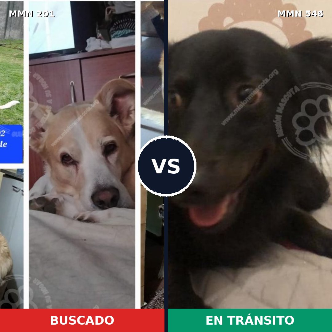 Comparativa MMS 4930: mascota perdida y mascota encontrada, 47% de similitud