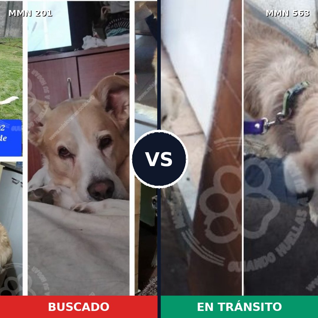 Comparativa MMS 4931: mascota perdida y mascota encontrada, 53% de similitud