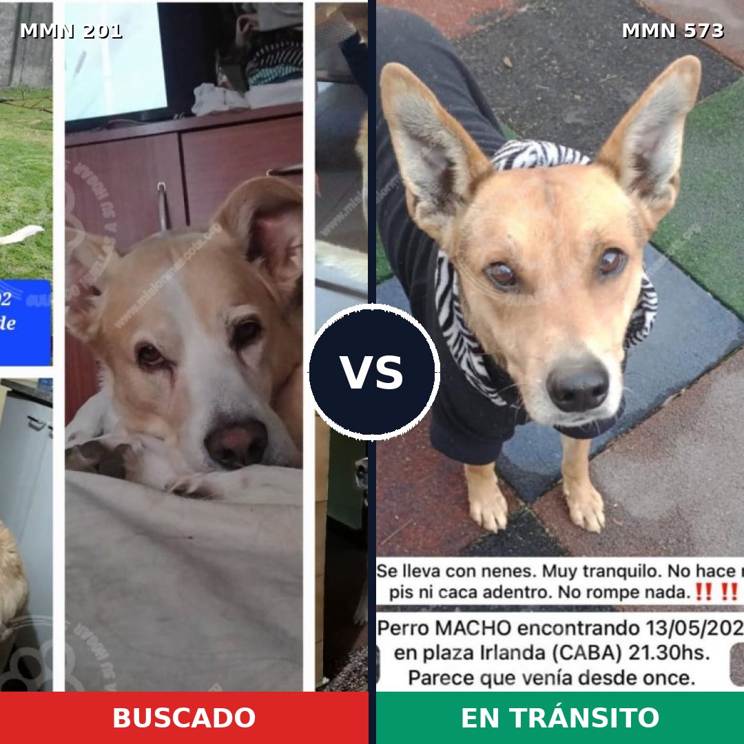 Comparativa MMS 4932: mascota perdida y mascota encontrada, 58% de similitud