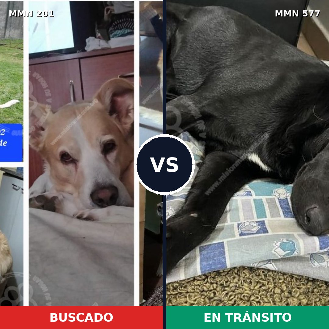 Comparativa MMS 4933: mascota perdida y mascota encontrada, 58% de similitud