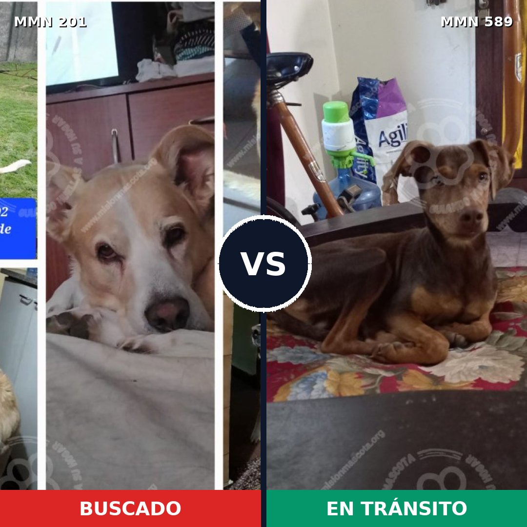 Comparativa MMS 4935: mascota perdida y mascota encontrada, 54% de similitud