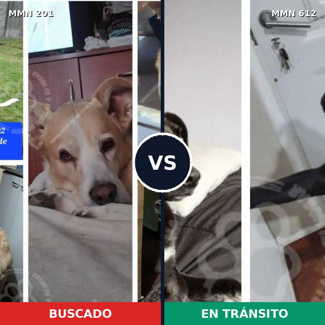 Comparativa MMS 4937: mascota perdida y mascota encontrada, 59% de similitud