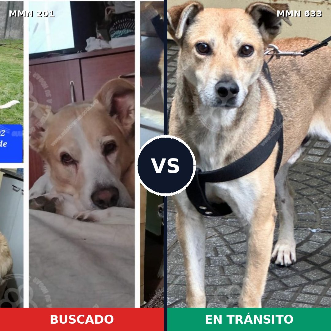 Comparativa MMS 4938: mascota perdida y mascota encontrada, 64% de similitud