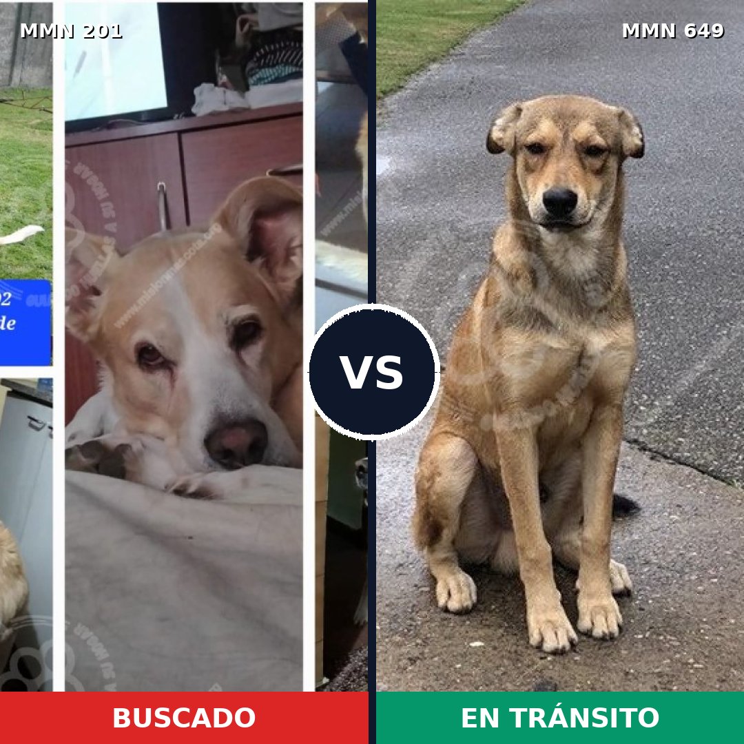 Comparativa MMS 4940: mascota perdida y mascota encontrada, 46% de similitud