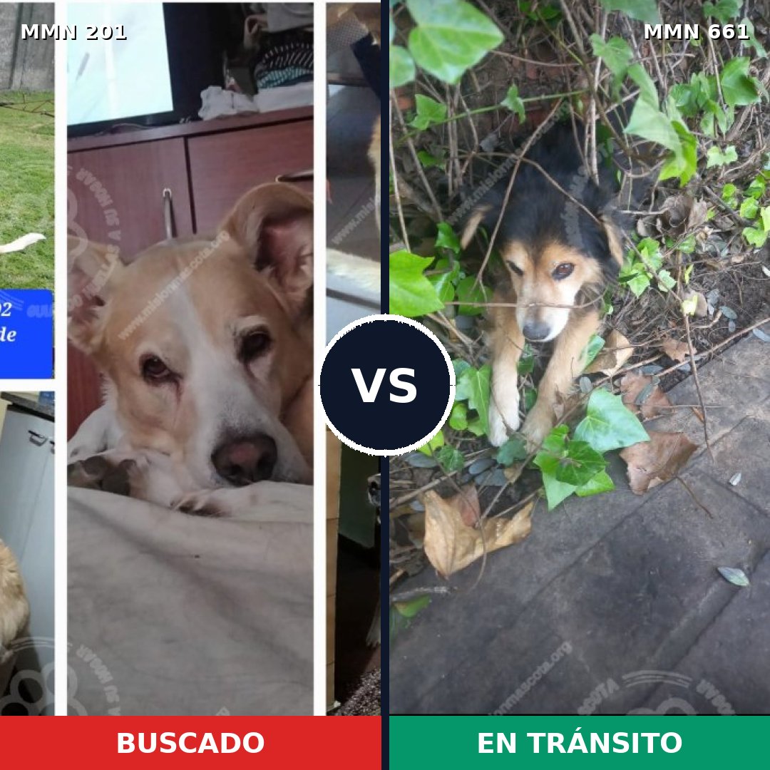 Comparativa MMS 4941: mascota perdida y mascota encontrada, 24% de similitud