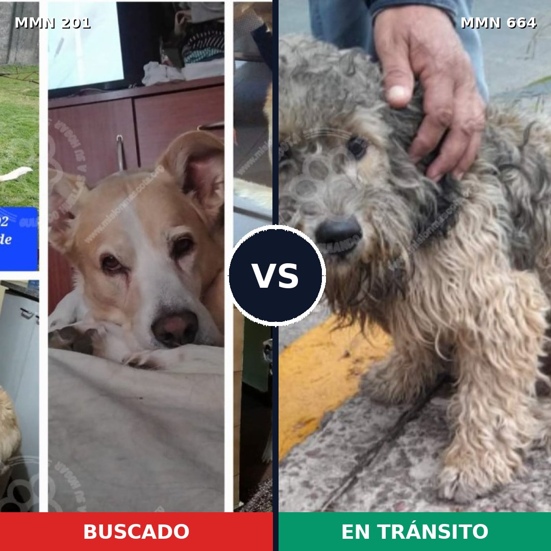 Comparativa MMS 4942: mascota perdida y mascota encontrada, 61% de similitud
