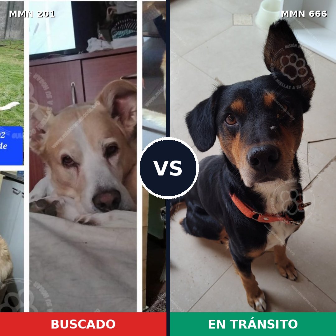 Comparativa MMS 4943: mascota perdida y mascota encontrada, 36% de similitud
