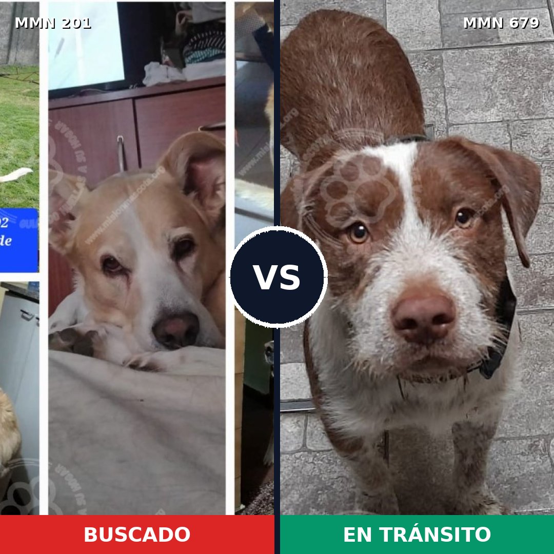 Comparativa MMS 4944: mascota perdida y mascota encontrada, 70% de similitud