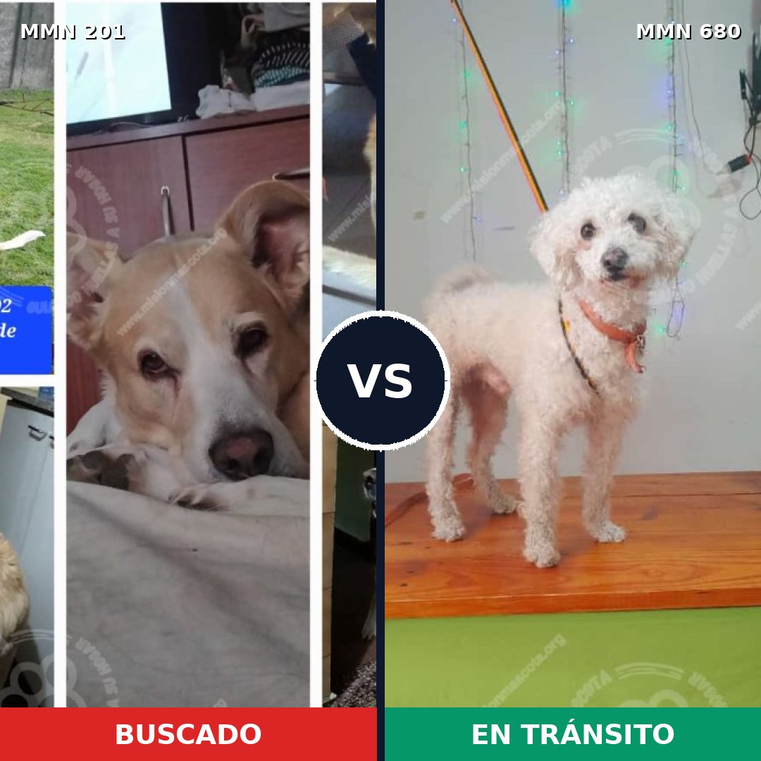 Comparativa MMS 4945: mascota perdida y mascota encontrada, 43% de similitud