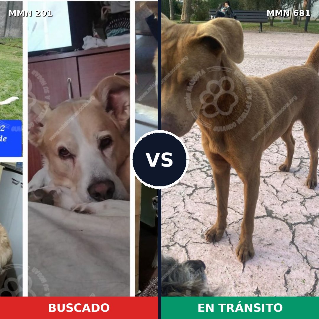 Comparativa MMS 4946: mascota perdida y mascota encontrada, 42% de similitud