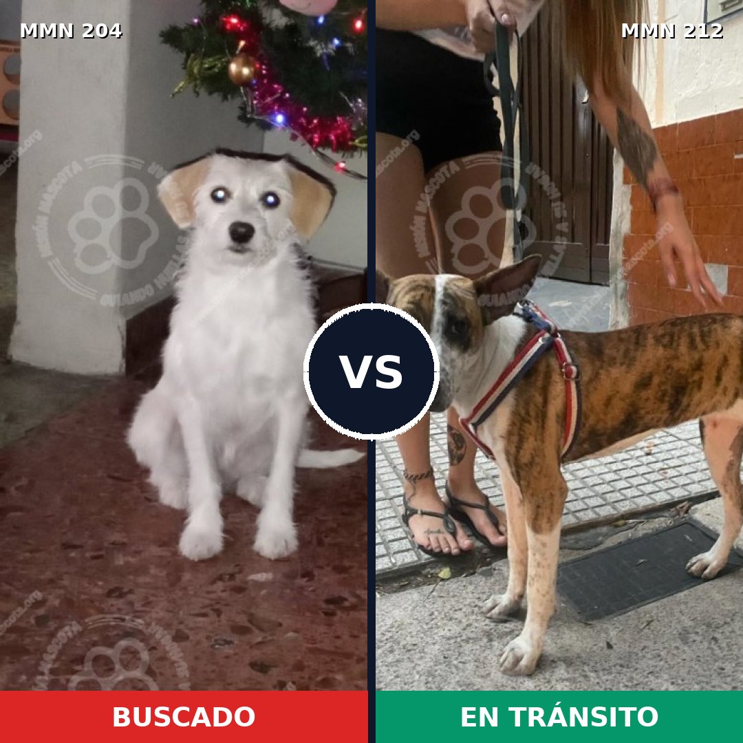 Comparativa MMS 4947: mascota perdida y mascota encontrada, 51% de similitud