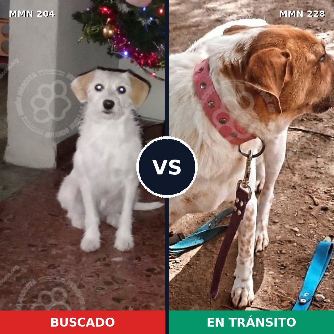 Comparativa MMS 4948: mascota perdida y mascota encontrada, 23% de similitud