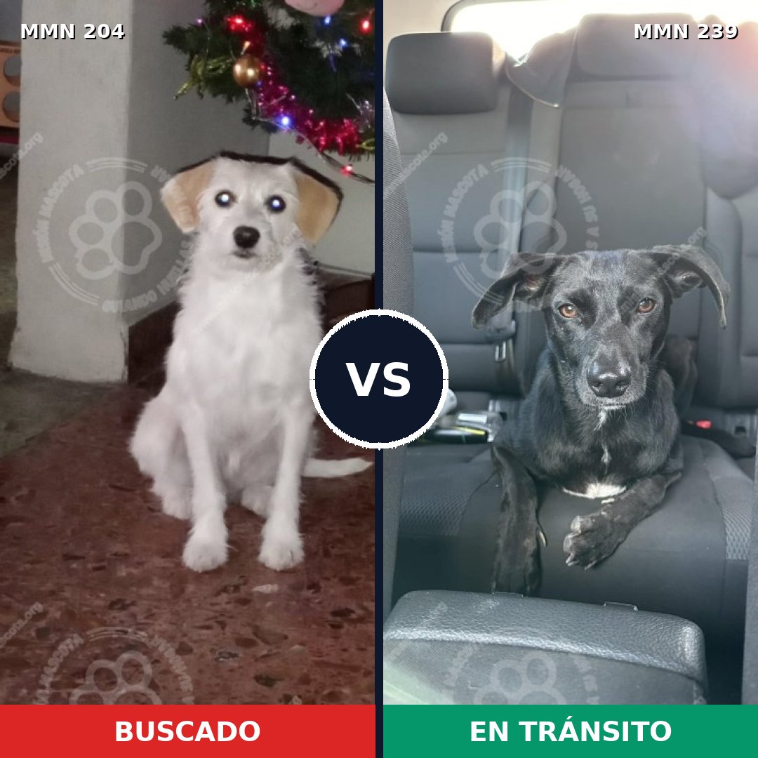 Comparativa MMS 4950: mascota perdida y mascota encontrada, 63% de similitud
