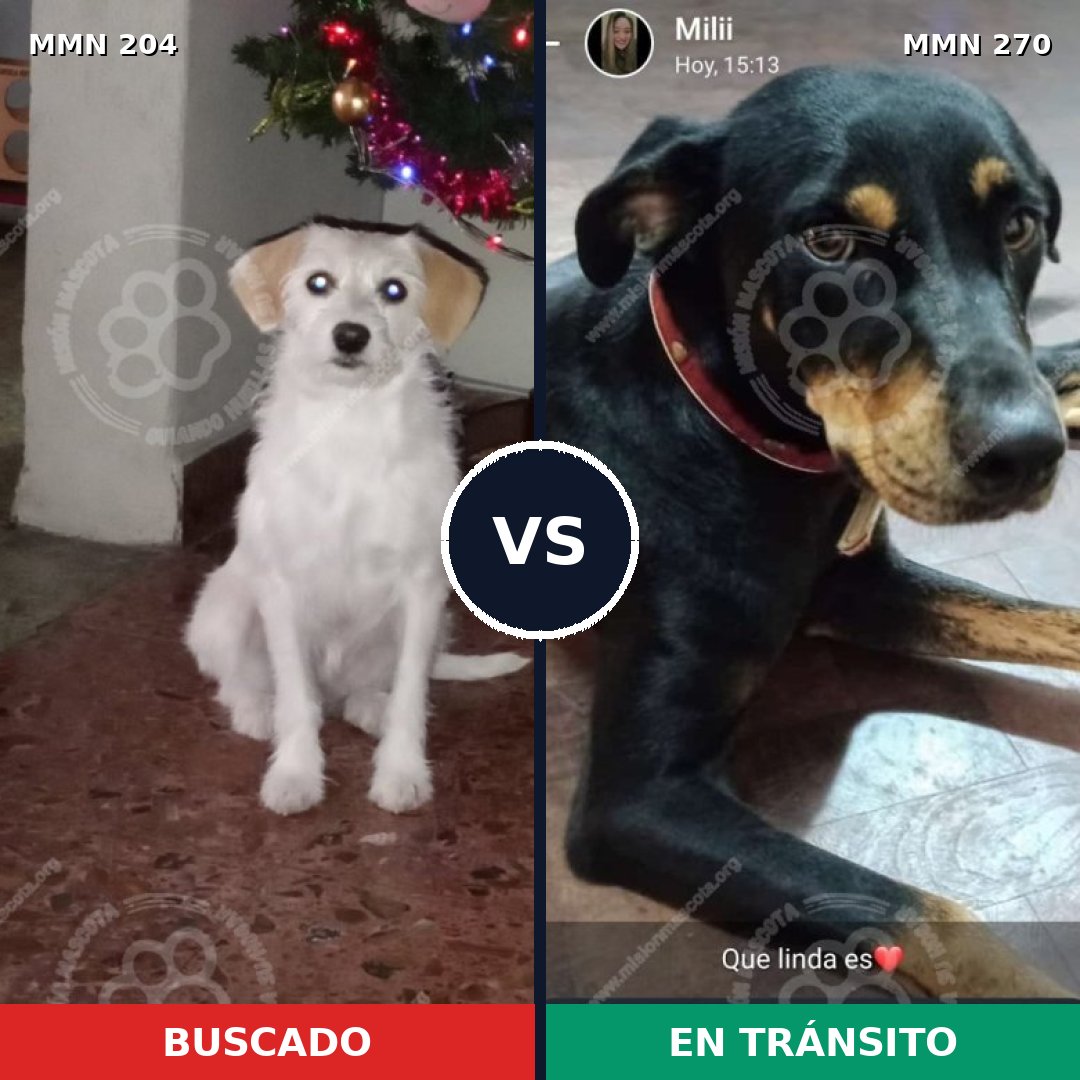 Comparativa MMS 4951: mascota perdida y mascota encontrada, 48% de similitud