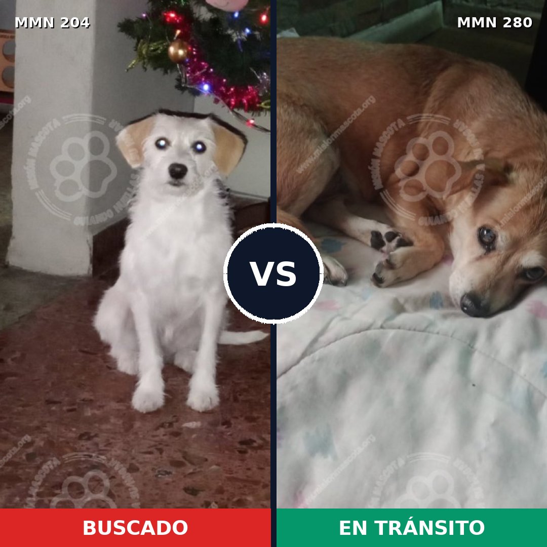 Comparativa MMS 4952: mascota perdida y mascota encontrada, 26% de similitud