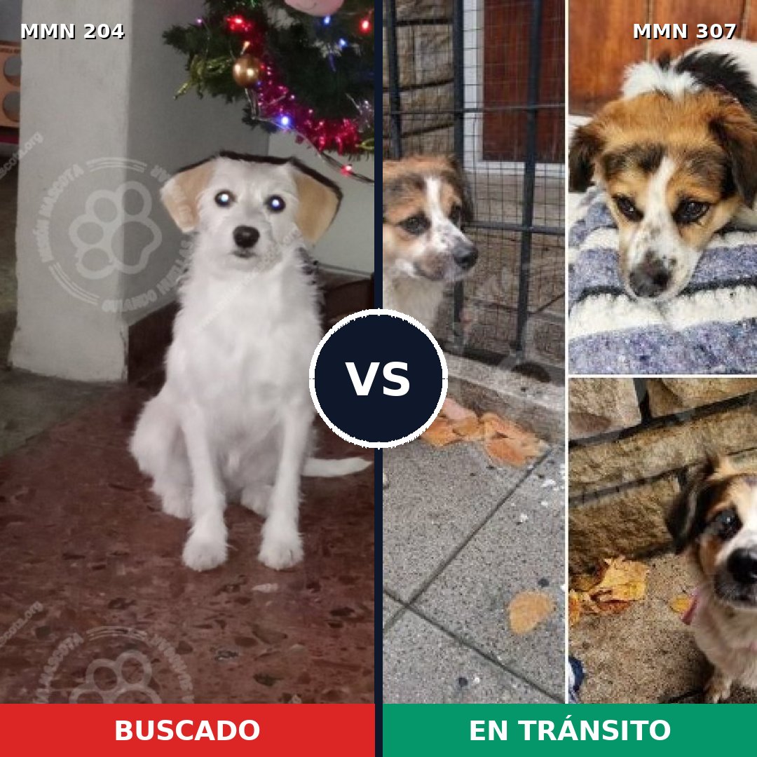 Comparativa MMS 4953: mascota perdida y mascota encontrada, 62% de similitud