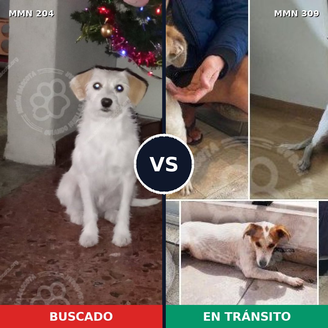 Comparativa MMS 4954: mascota perdida y mascota encontrada, 68% de similitud