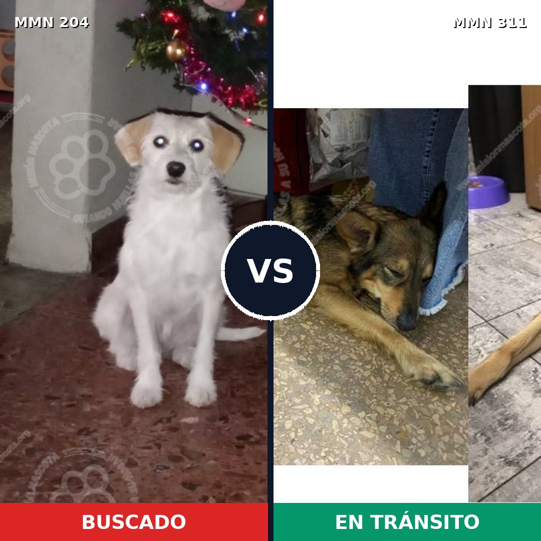 Comparativa MMS 4955: mascota perdida y mascota encontrada, 56% de similitud