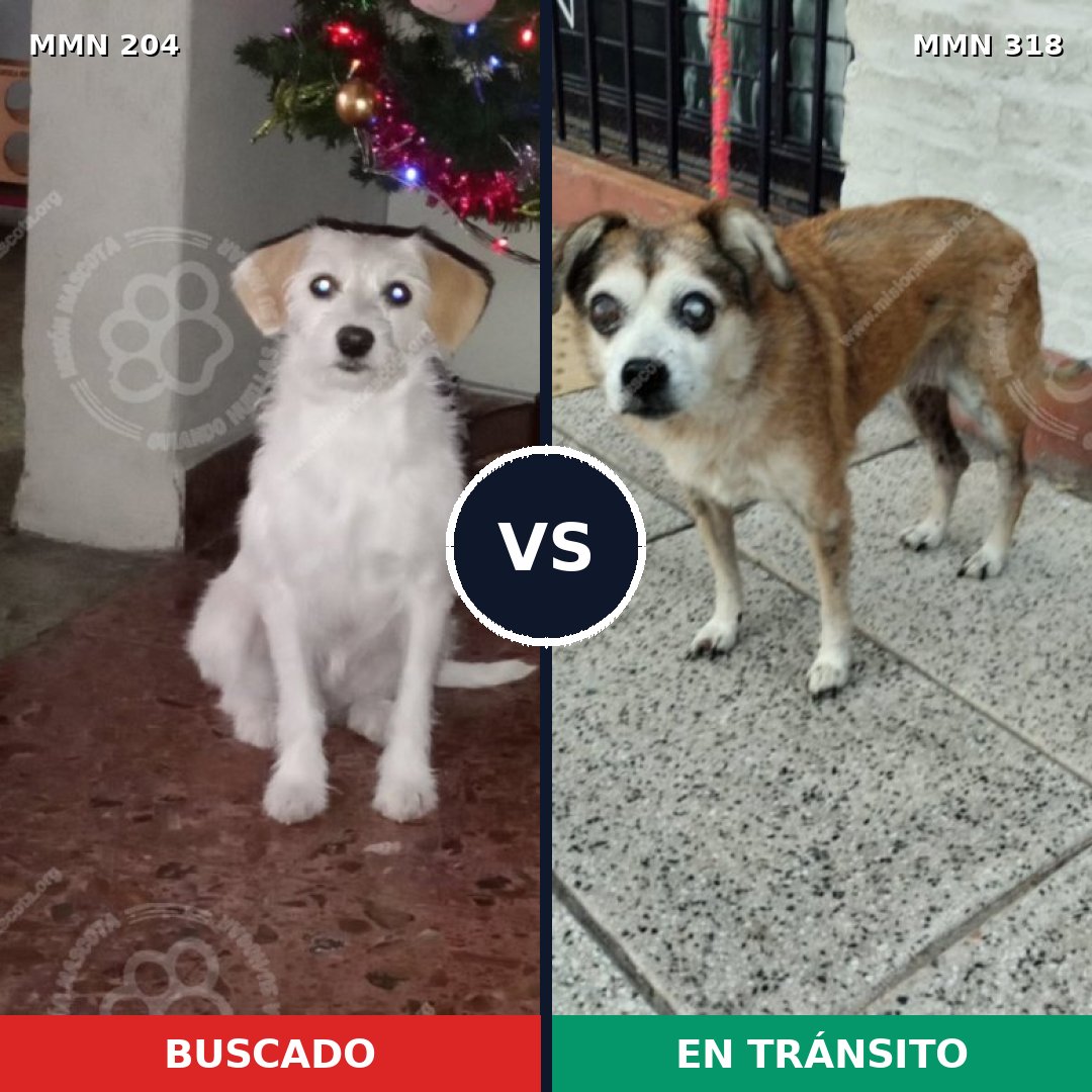 Comparativa MMS 4956: mascota perdida y mascota encontrada, 22% de similitud