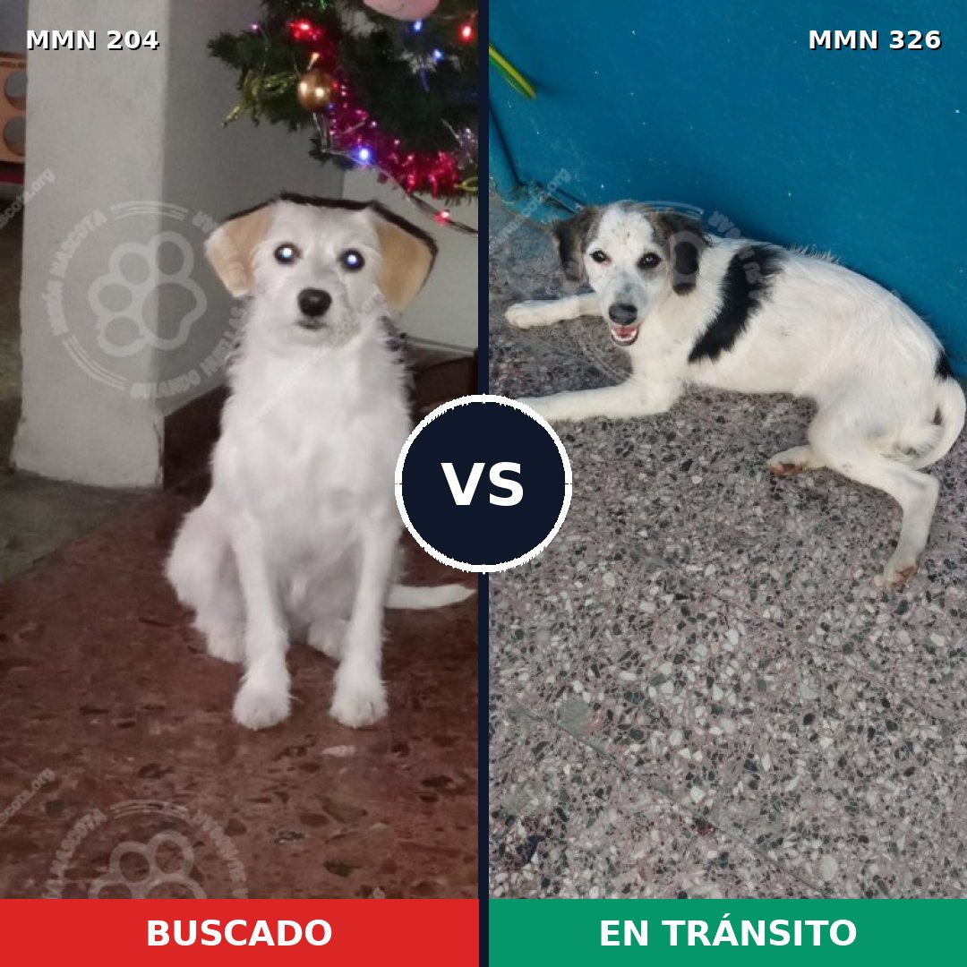Comparativa MMS 4958: mascota perdida y mascota encontrada, 67% de similitud