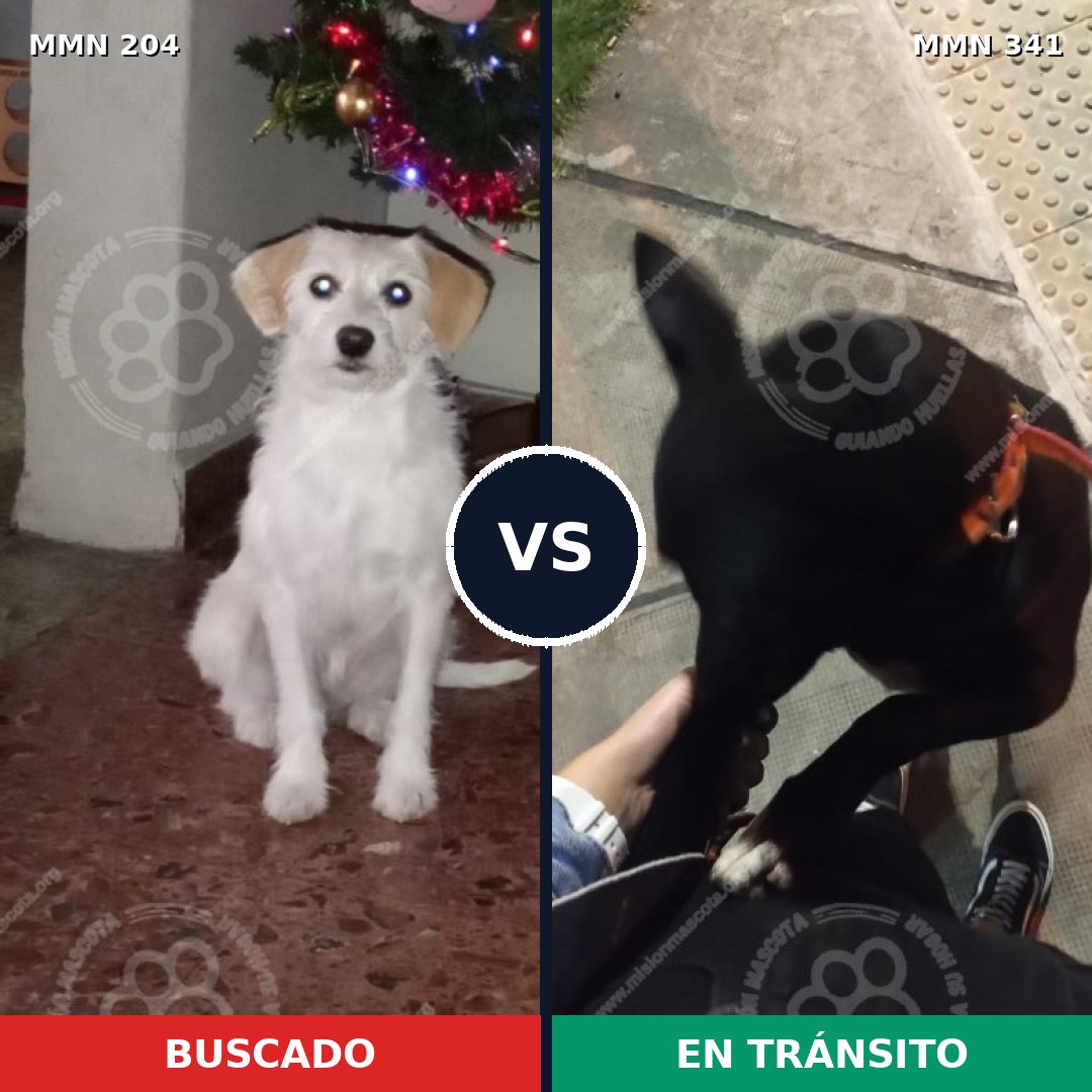Comparativa MMS 4961: mascota perdida y mascota encontrada, 48% de similitud