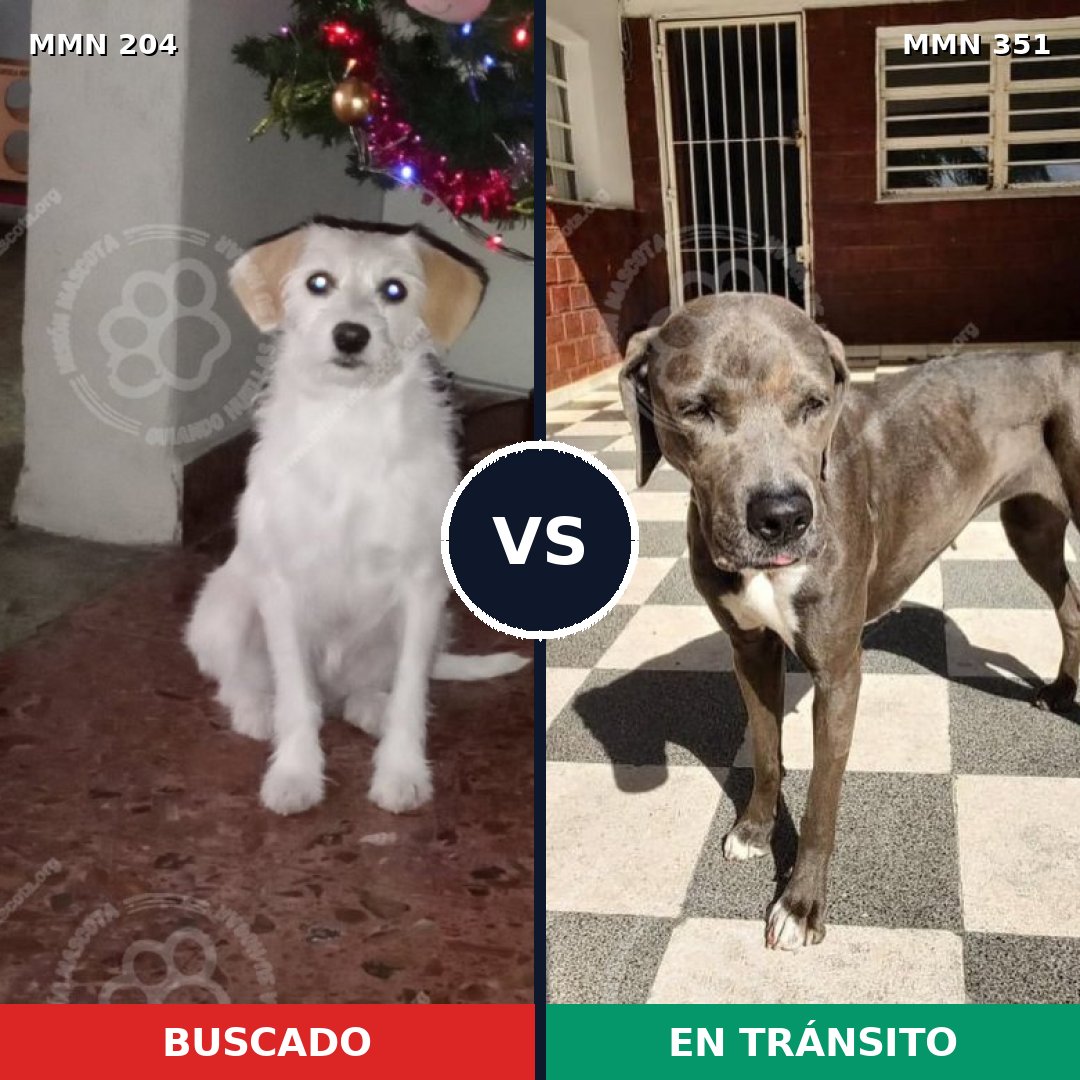 Comparativa MMS 4962: mascota perdida y mascota encontrada, 22% de similitud