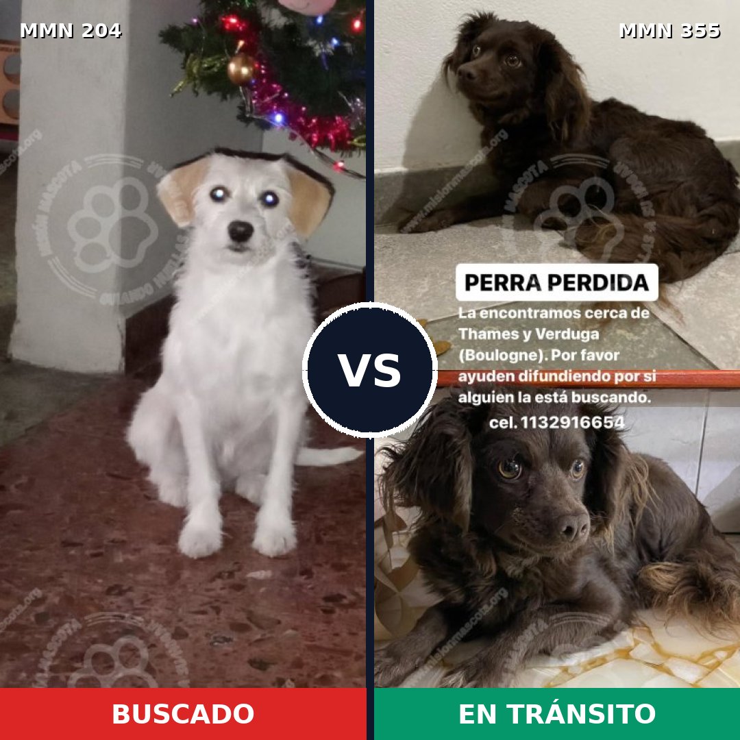 Comparativa MMS 4963: mascota perdida y mascota encontrada, 48% de similitud