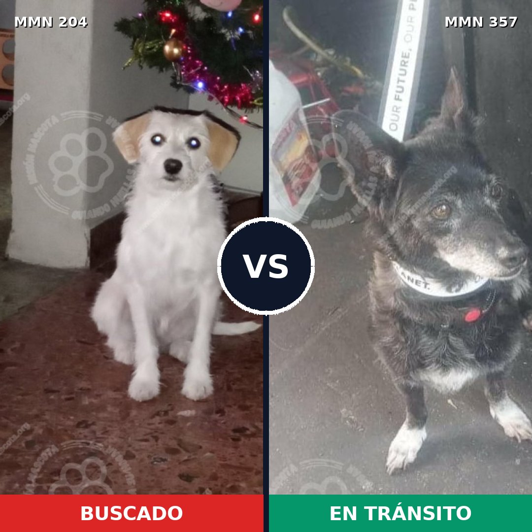 Comparativa MMS 4964: mascota perdida y mascota encontrada, 66% de similitud