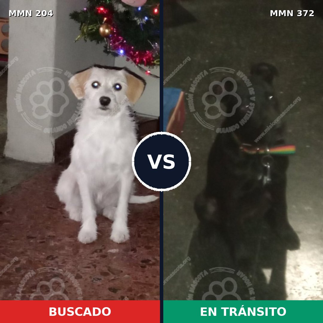Comparativa MMS 4966: mascota perdida y mascota encontrada, 65% de similitud