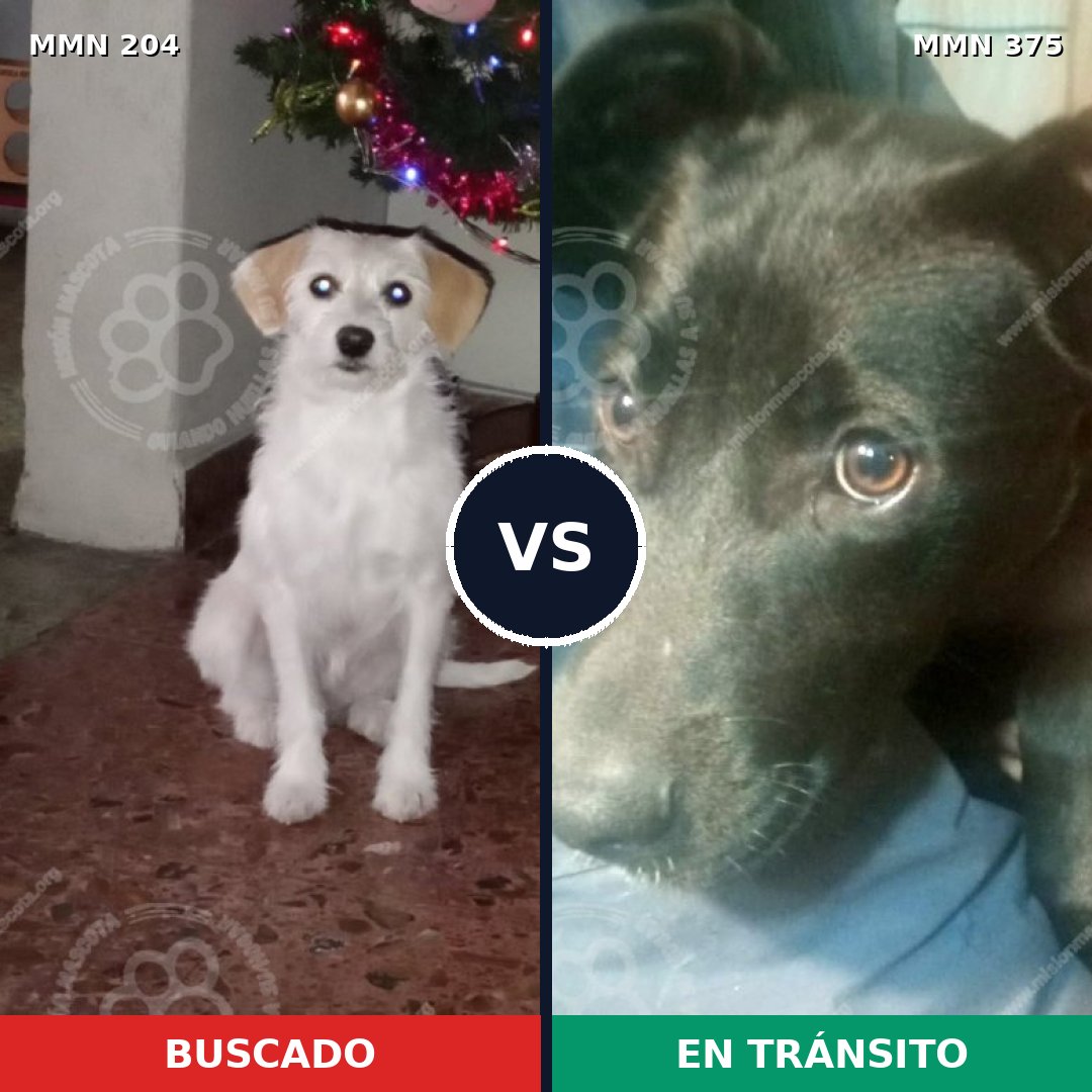 Comparativa MMS 4967: mascota perdida y mascota encontrada, 49% de similitud