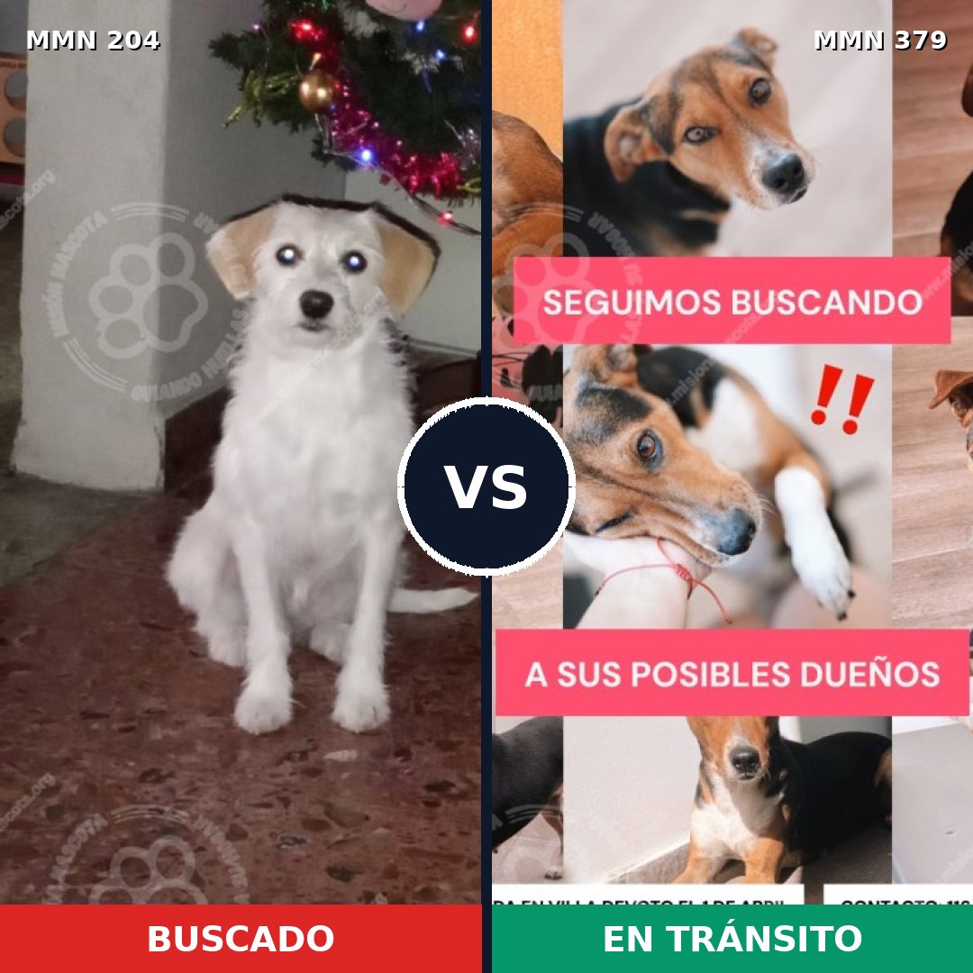 Comparativa MMS 4968: mascota perdida y mascota encontrada, 49% de similitud